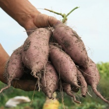 紫薯新鲜10斤沙地薯山东农家糖心板栗地瓜薯蔬菜小番薯
